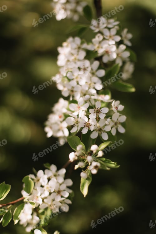 Preview: Branches of blossoming cherry or apple tree macro with soft focus on gentle light nature background