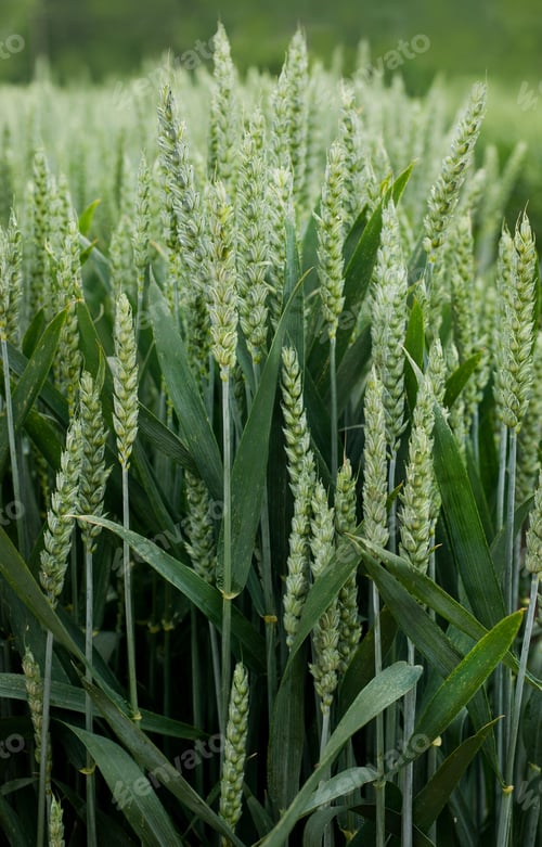 Preview: bright green spikelets of winter wheat during earing season, Close-up
