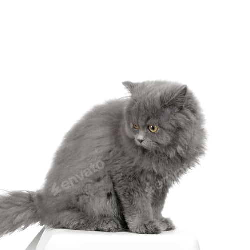 Preview: persian