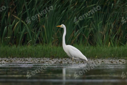 Preview: Great egret (Ardea alba)
