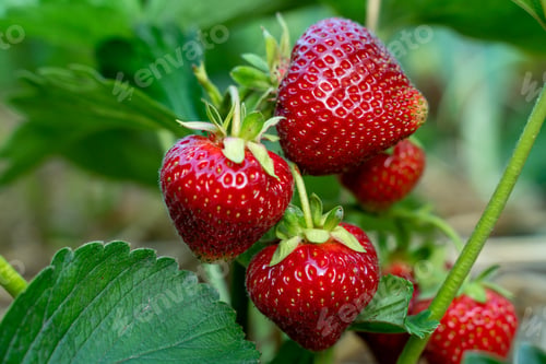 Preview: Red strawberries on a bush close-up