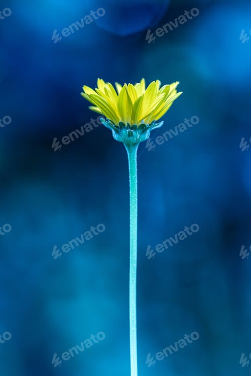 Preview: Yellow daisy with blue background