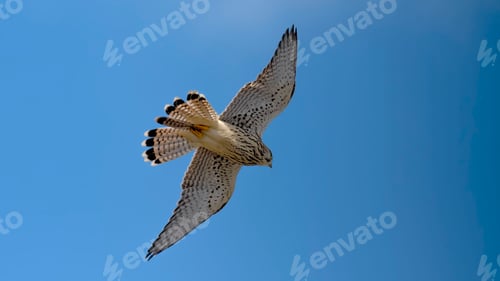 Preview: Kestrel in Flight Against the Sky.