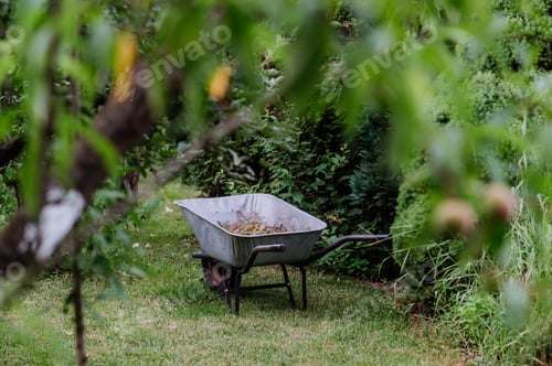 Preview: Wheelbarrow in garden, full of twigs and foliage. Autumn garden cleaning concept.