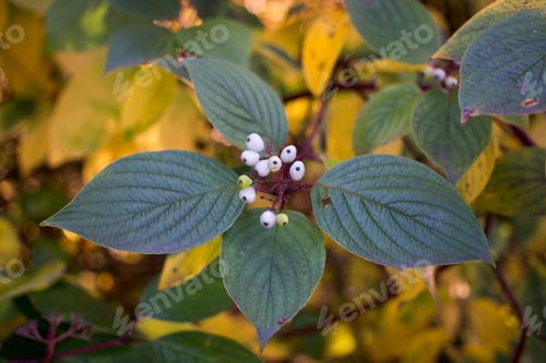 Preview: The beauty of the green of flowers, leaves, nature with the morning sun.