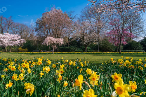 Preview: Cherry Blossom Garden scenery in spring. garden blossoming on sunny spring day