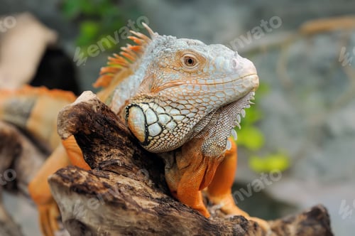 Preview: Iguana
