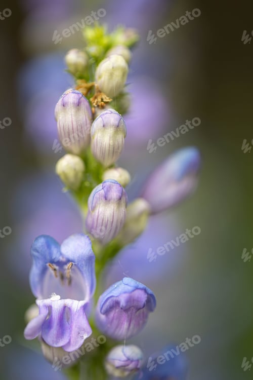 Preview: Purple snapdragon flowers