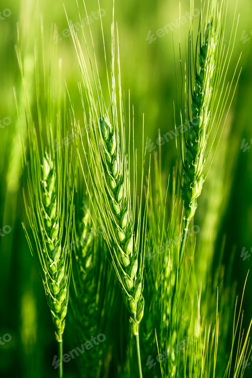 Preview: Green wheat field close up image. Agriculture scene