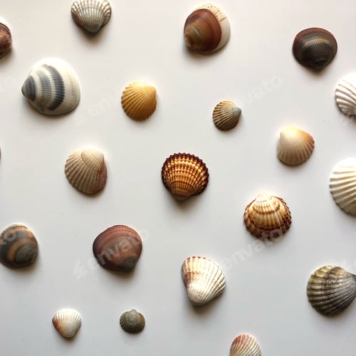 Preview: Seashells