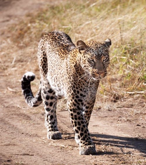 Preview: A Best wildlife sanctuary in the world