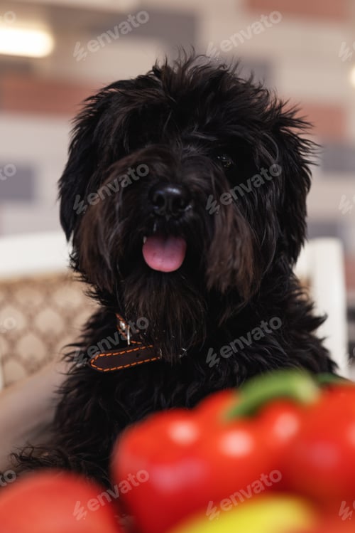 Preview: Miniature schnauzer dog looks into frame, vegetables in bokeh. An idea for veterinary petdietetics