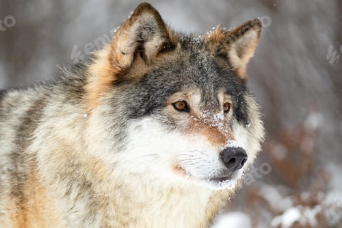 Preview: Close-up portrait of a beautiful wolf in the cold winter