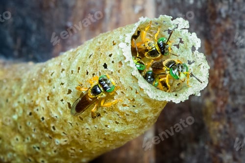 Preview: Stingless Bee Nest in Costa Rica