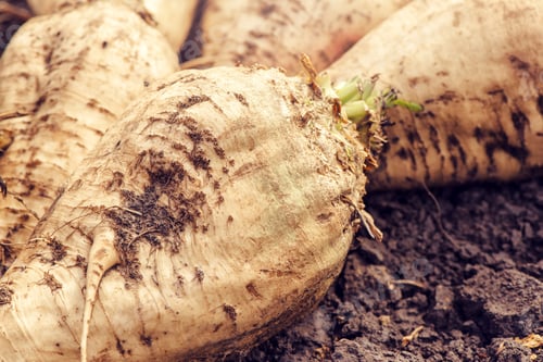 Preview: Harvested sugar beet crop root pile