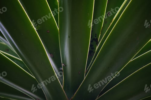 Preview: Cactus in mexico for wallpaper or background