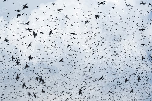 Preview: Swarm of Birds Flying in a Cloudy Sky
