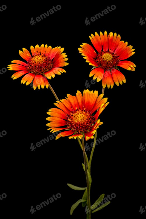 Preview: Flower of gaillardia, isolated on black background