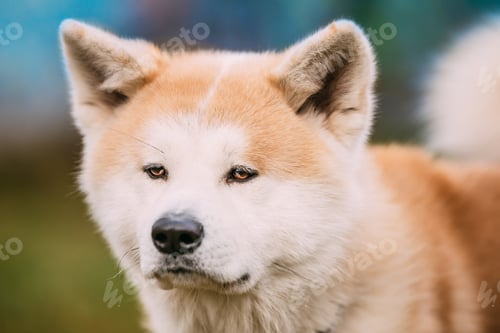 Preview: Akita Dog or Akita Inu, Japanese Akita Outdoor. Close Up