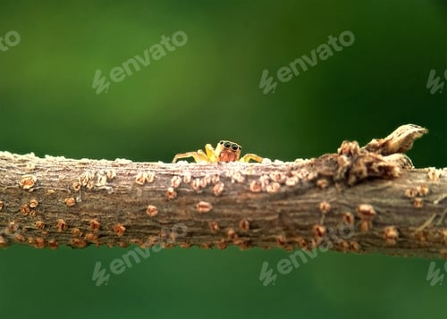 Preview: Adorable Jumping Spider on a Branch in Nature