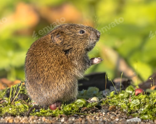 Preview: Field vole eating berry