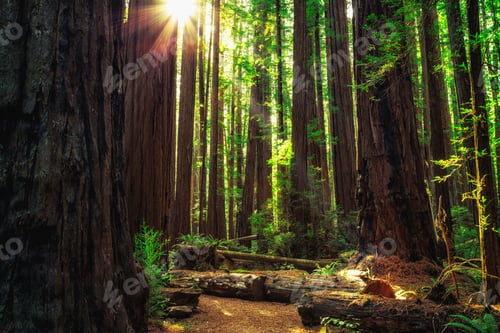 Preview: Sunrise In The The Redwoods At Redwoods National And State Parks California