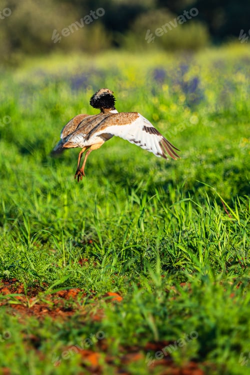 Preview: Little Bustard, Spain