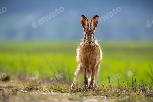 Preview: Fluffy brown hare in a lush green field