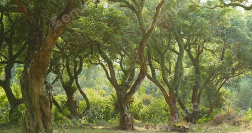 Preview: Tropical green forest with sunlight