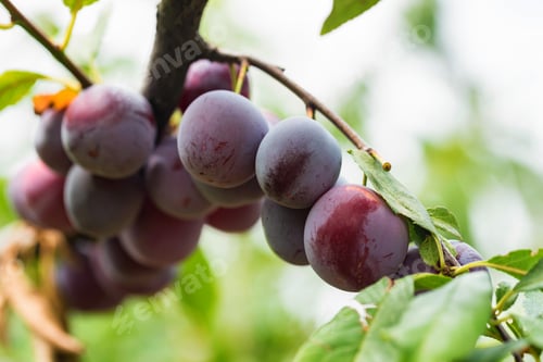 Preview: Ripe cherry plums on tree branch close