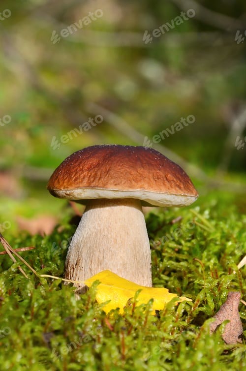 Preview: King boletus mushroom
