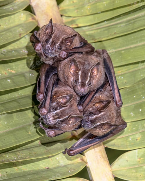 Preview: Tent making bats hanging under leaf