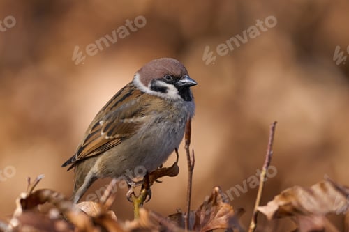 Preview: Eurasian tree sparrow (Passer montanus)