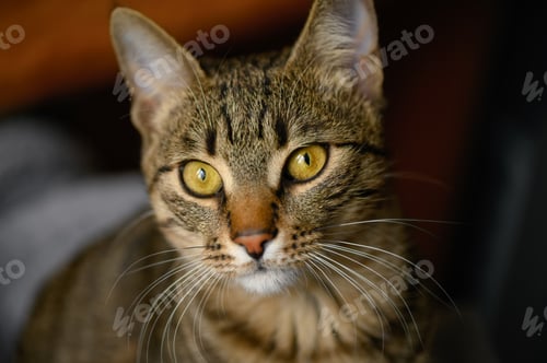 Preview: Portrait of young european shorthair cat