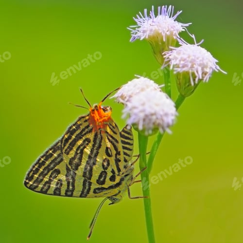Preview: butterfly