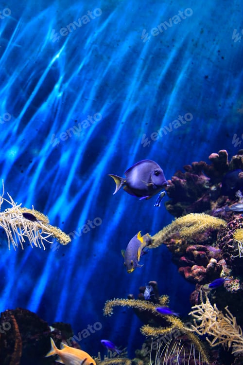 Preview: Beautiful colorful underwater marine life