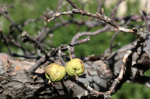 Preview: Rotten apple on a tree branch.