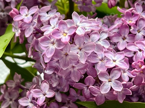 Preview: Closeup View of Light Purple Lilac Flowers