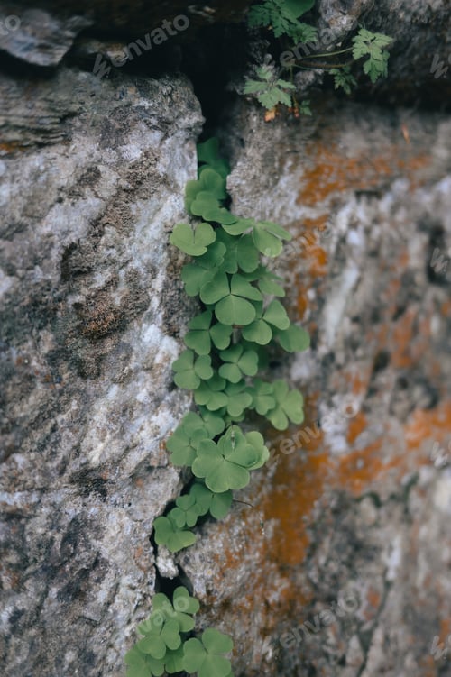 Preview: Plant sprouting from a crevice in an ancient stone wall