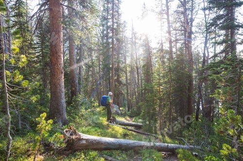 Preview: Hike in forest