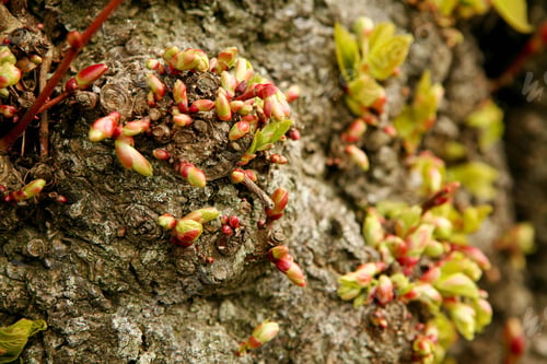 Preview: Close-up shot of newly growing buds on a tree