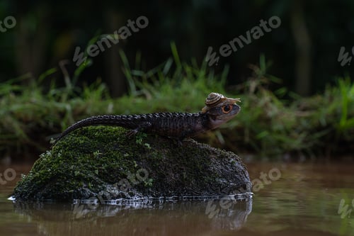 Preview: Close-up of a crocodile lizard with a snail in the pond