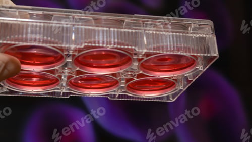 Preview: Science and Biotechnology, Laboratory Research, Cell Culture. Cells Biological Culture Concept
