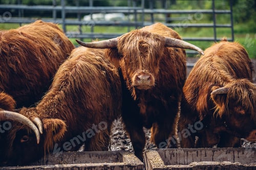 Preview: Closuep shot of brown bulls drinking water from the ditch