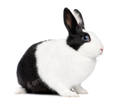 Preview: Rabbit (11 months)