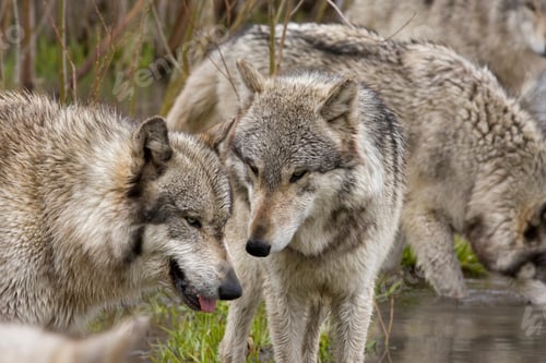 Preview: wolf, pack, togetherness, group, wilderness