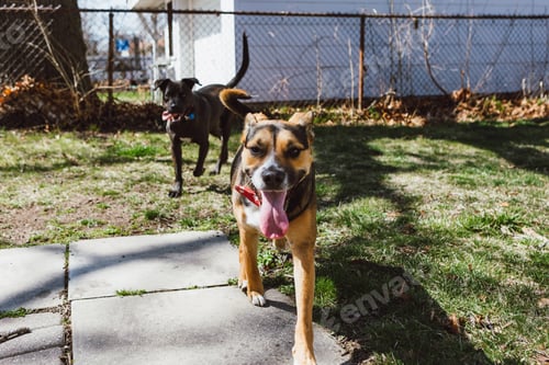 Preview: Cute tricolor hound mix and black lab mix smiling with tongues out in the grass backyard