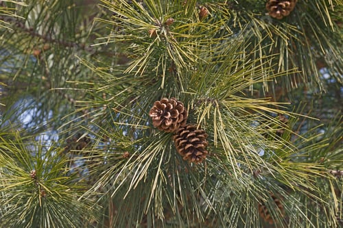Preview: Shortleaf Pine (Pinus Echinata). Close-Up Image Of Cone And Foliage