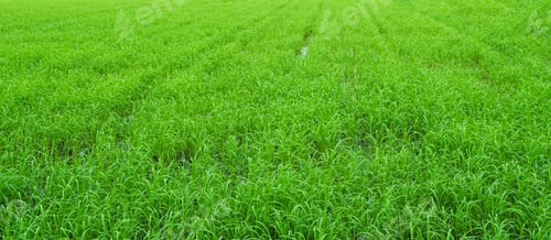 Preview: Rice field background, jasmine rice organic agriculture