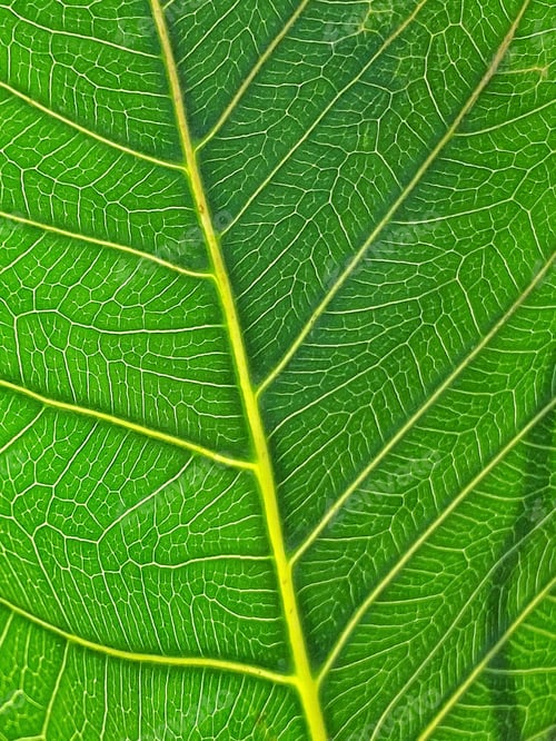 Preview: Nature Zoomed In Green Leaf